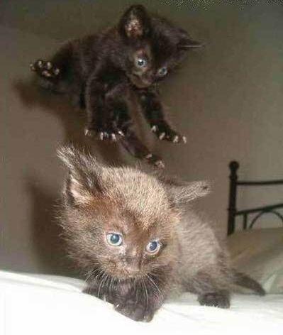 “@sharecute_com: kitties - Share #cute http://buff.ly/1BwYA4D  pic.twitter.com/ZD4uk7n8Y3”# (@ @); ..(^^) Sneak Attack, Cat Photos, Bad Cats, Cat Quotes, Cat Stuff, Funny Cute Cats, Funny Animal Pictures, Pretty Cats, Crazy Cats