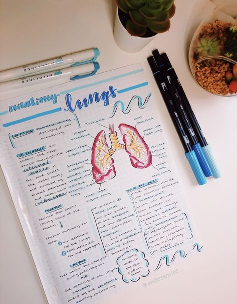 Anatomy notes Instagram: @endlessnotes_      #motivation #study #school #studygram #medical Respiratory System Aesthetic Notes, Aesthetic Med School Notes, Doctor Notes For Work Medical, Nurse Study Notes Aesthetic, Medical Project Ideas, Med Notes Aesthetic, Anatomy Notes Studying, Respiratory System Notes, Anatomy Notes Aesthetic