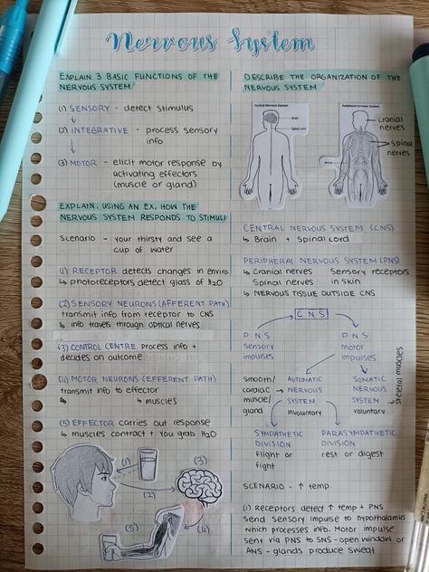 Neuron Notes Aesthetic, Neuron Notes Nervous System, Biology Notes Nervous System, Neuron Diagram Aesthetic, Control And Coordination Notes Aesthetic, Pharmacology Notes Aesthetic, Neurons Notes, Nervous System Notes Aesthetic, Neural Control And Coordination Notes