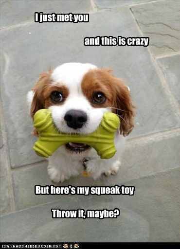 Animal Captions, Funny Baby Pictures, Cute Animal Memes, Funny Dog Memes, Funny Animal Quotes, Funny Dog Pictures, Haiwan Peliharaan, Funny Animal Jokes, Baby Animals Funny