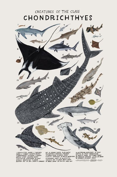 Playful Watercolors Illustrate the Many Classifications of the Animal Kingdom | Colossal Kelsey Oseid, Marine Creatures, Seni 2d, Scientific Illustration, Art Et Illustration, Animal Posters, Arte Animal, Marine Animals, Ocean Creatures