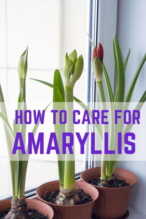 Amaryllis Care, Amaryllis Plant, Orchid Plant Care, Amaryllis Flowers, Household Plants, Amaryllis Bulbs, Plant Care Houseplant, Inside Plants, Growing Plants Indoors