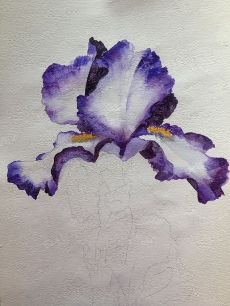 Watercolor Iris – Saucy Noodle Hur Man Ritar Blommor, Iris Painting, Drawing Hair, Watercolor Flower Art, 수채화 그림, Plant Drawing, Watercolor Paintings Tutorials, Watercolor Flowers Paintings, Painting Flowers