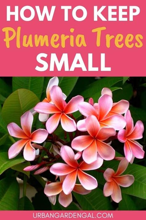 Plumarias Tree, How To Plant Plumeria Cuttings, Types Of Tropical Flowers, Plumeria Bonsai, Arid Garden, Trumpet Plant, Plumeria Care, Frangipani Tree, Plumeria Plant