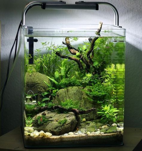 Fish Tank Landscape Ideas, Nano Aquascape, Fish Aquarium Decorations, Fish Tank Themes, Taman Air, Fish Tank Terrarium, Amazing Aquariums, Cool Fish Tanks, Fish Tank Design