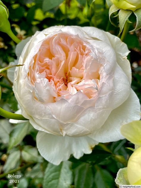 Bolero Rose Bush, Bolero Rose, Rose Photos, Rose Bush, Wedding Bells, Secret Garden, Flower Garden, Outdoor Gardens, Home And Garden