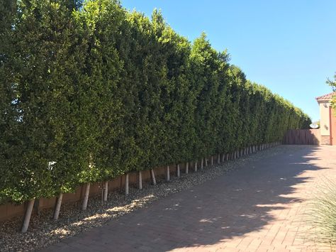 Ficus Nitida Hedge Privacy Fences, Ficus Nitida Trees, Ficus Nitida Hedge, Tall Bushes In Front Of House, Privacy Hedges Fast Growing, Podocarpus Hedge, Ficus Hedge, Ficus Nitida, Planting Palette