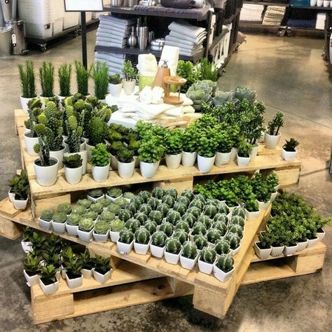 Different Types Of Succulents, Garden Center Displays, Flower Shop Interiors, Flower Shop Design, Types Of Succulents, Grow Tent, Garden Nursery, Floral Shop, Garden Shop