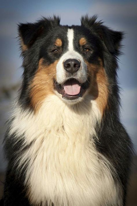 Australian Shepherd Tricolor, Austrian Shepherd, English Shepherd, Cute German Shepherd Puppies, Aussie Shepherd, Aussie Puppies, Australian Shepherd Puppies, Aussie Dogs, Pitbull Puppy