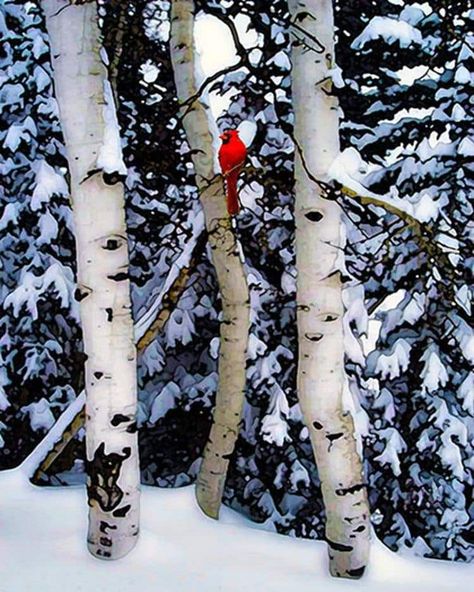 Winter Songs, Winter Szenen, Snow Covered Trees, I Love Winter, Birch Trees, Red Bird, Winter Magic, Bird Tree, Red Cardinal