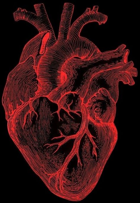 Heart Organ Aesthetic Wallpaper, Heart Autonomy, Red String Theory Art, Real Heart Image, Realistic Heart Drawing, Heart Veins, Heart Realistic, Human Heart Art, Anatomical Heart Drawing