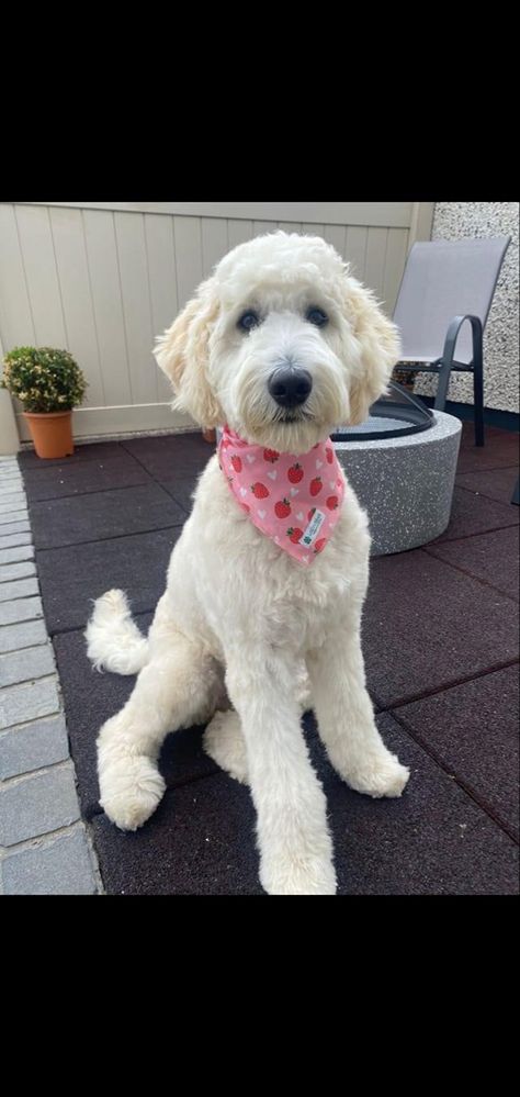 Aussie Doodle Haircuts, Shaved Goldendoodle Haircut, Short Labradoodle Haircut, Pyredoodle Haircuts, Doodle Dog Haircuts, Short Doodle Cuts, Summer Doodle Haircut, Doodle Summer Cut, Puppy Cut Goldendoodle