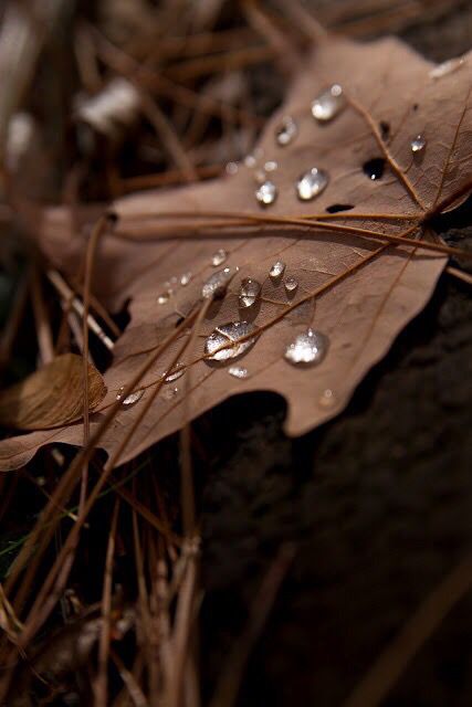 Drops Of Water, Fotografi Editorial, Brown Wallpaper, Beige Aesthetic, Water Droplets, Aesthetic Colors, Brown Aesthetic, Autumn Aesthetic, On The Ground