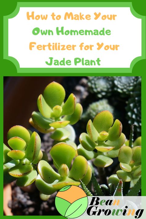 Are you wondering how to make your own homemade fertilizer for your jade plant? Then do not worry! We have made a list of all the fertilizers Jade Plant Care, Succulent Fertilizer, Dollar Plant, Types Of Herbs, Jade Plant, Plant Problems, Crassula Ovata, Fertilizer For Plants, Jade Plants