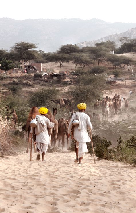 Pushkar, a place in Rajasthan where every year they have a pushkar mela of camels being auctioned... Pushkar Mela, Fair Photography, Nature Lover, Camel, A Place, Canvas Art, Couple Photos, Photographer, Canvas