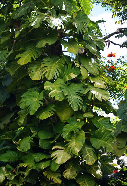 Epipremnum pinnatum - Golden Pothos, Golden Pothos Vine, Pothos, Centipede Tongavine, Taro Vine, Devil's Ivy - Hawaiian Plants and Tropical Flowers Hawaiian Pothos, Tropical Vines, Jungle Vines, Pothos Vine, Hawaiian Plants, Shade Tolerant Plants, Epipremnum Pinnatum, Golden Pothos, Pothos Plant