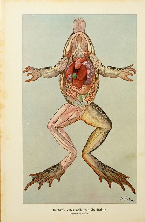 n31_w1150 | Brehms Tierleben. Bd.1 Leipzig,Bibliographisches… | Flickr Frog Anatomy, Frog Dissection, Vintage Medical, Cross Section, Scientific Illustration, Zoology, Anatomy Art, Poster Vintage, Smooth Background