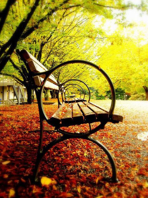 amazing photography park Top Photographers, Foto Poses, Foto Art, Autumn Beauty, Jolie Photo, A Park, Mail Art, Pics Art, Fall Leaves