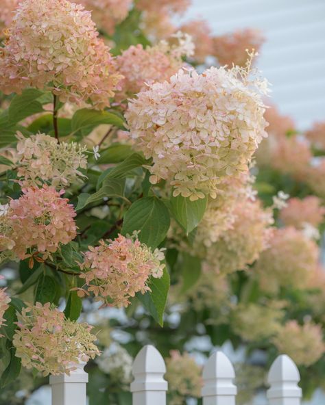 Pink hydrangeas French Riviera Style, Riviera Style, French Riviera, Fall Flowers, Hydrangea, Pink Flowers, Nature Photography, Flowers, Photography