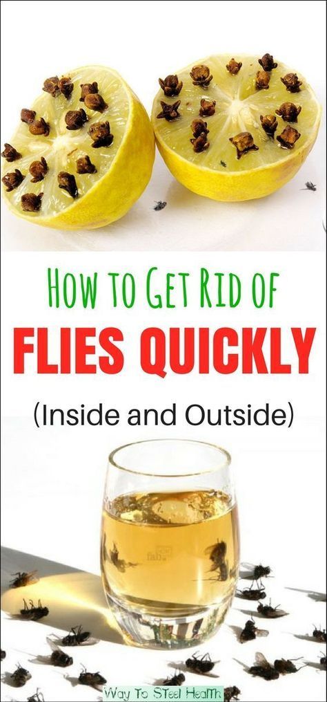 Get rid of flies naturally Killing Flies, Nyttige Tips, Get Rid Of Flies, Fly Repellant, Astuces Diy, Fly Traps, Bug Repellent, Mosquito Repellent, Natural Cleaning Products