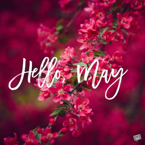 Hello May Quotes, Happy New Month Quotes, New Month Wishes, Neuer Monat, New Month Quotes, Welcome May, May Quotes, Seasons Months, Hello April