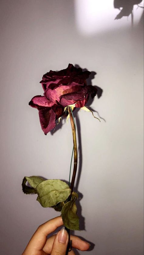 Wilting Roses Aesthetic, Roses In The Rain Aesthetic, Wilting Rose Aesthetic, Withered Flower Aesthetic, Wilted Rose Aesthetic, Dried Rose Aesthetic, Withered Rose Tattoo, Rose Aethstetic, Withered Rose Aesthetic