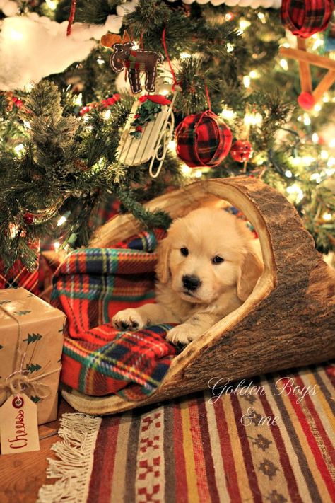 Golden Retriever puppy under Christmas tree in log basket with plaid blanket - www.goldenboysandme.com Log Basket, Christmas Dreaming, Under The Christmas Tree, Animale Rare, Christmas Feeling, Christmas Puppy, Plaid Blanket, Corn Dogs, Golden Retriever Puppy