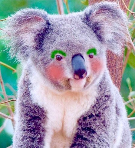 Koala Aesthetic Cute, Koala Funny, Baby Koala Aesthetic, Angry Koala, Funny Koala, Australia Koala, Koala Meme, Monkeys Funny, Funny Funny