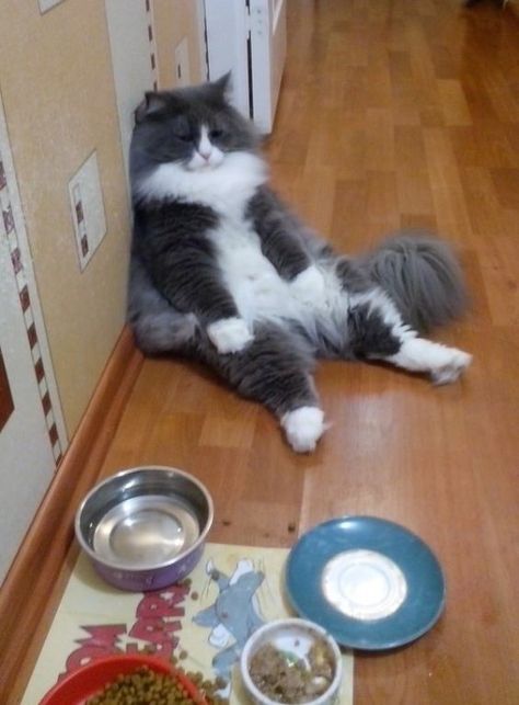 22 Hilarious Photos of #Cats That Are in a #Food Coma http://ibeebz.com Cats Food, Fat Food, Food Plate, Söt Katt, Haiwan Peliharaan, Fat Cats, Cat Sitting, Cat Cat, Cats Meow