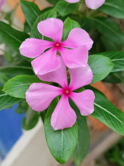 Periwinkle Tattoo, Periwinkle Flower, Periwinkle Flowers, Flower Photos, Flower Tattoos, Flower Tattoo, Paint, Tattoos, Plants