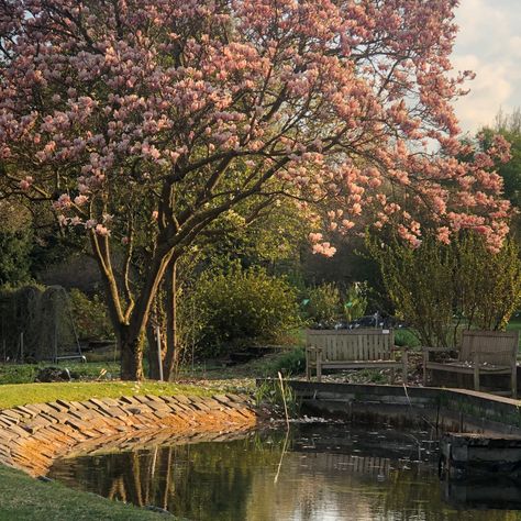 In The Middle, The Middle, Trees, Flowers, Pink