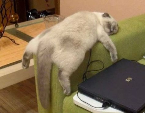 Lazy Animals, Lazy Cat, Cat Sleeping, Fat Cats, Current Mood, Cat Nap, Siamese Cats, Funny Animal Pictures, Crazy Cat Lady