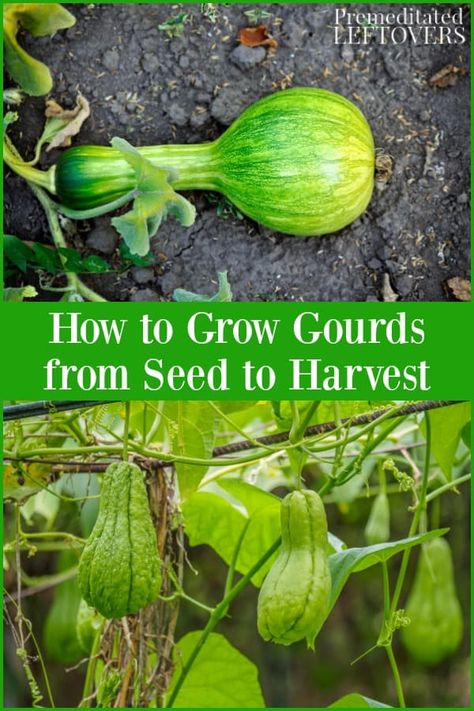 How to Grow Gourds Growing Birdhouse Gourds, Planting Gourds, Growing Gourds, Gourds Diy, Birdhouse Gourds, Gourd Birdhouses, Fall Gourds, Garden Business, Companion Gardening