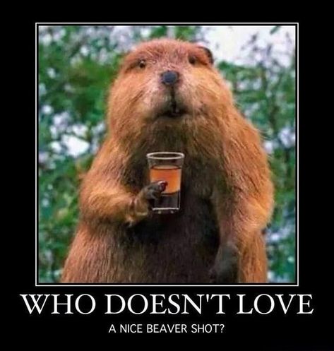 Beaver Funny, Off Color Humor, Funny Animals With Captions, Got Memes, Golf Quotes, Staying Up Late, Funny Jokes For Adults, Fresh Memes, Golf Humor