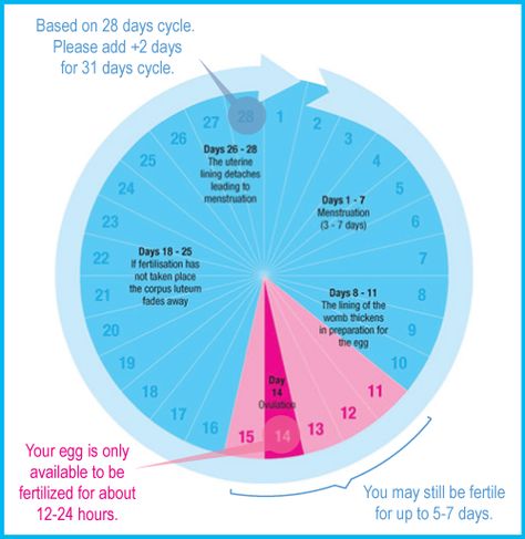 How To Conceive Baby, Baby Boy Tips, Conception Tips, Conceiving A Girl, Conceiving A Boy, Anatomy Education, How To Conceive, Planning Pregnancy, Pregnancy Info