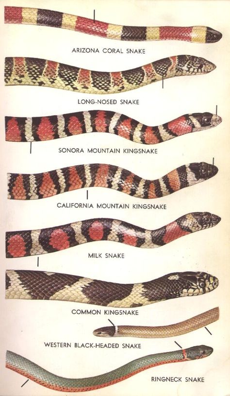 California King Snake Tattoo, Coral Snake Drawing, Coral Snake Tattoo, Snake Pets, Snake Cute, California King Snake, Animal Videos Funny, Anaconda Snake, Poisonous Animals