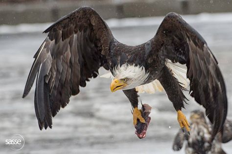 Sasse Photo     ·  Alaskan Eagle with Fish - Feel Free to Share Comment: I am sure you have been waiting for some images from my recent trip to Alaska where an eagle catches a fish. In Dutch Harbor eagles have well adapted to the fishing industry and either catch fish in the ocean or just take them from the boats. Eagle Photos, Native American Beliefs, Fish In The Ocean, Trip To Alaska, Eagle Pictures, Eagle Wings, American Bald Eagle, An Eagle, Alaska Travel