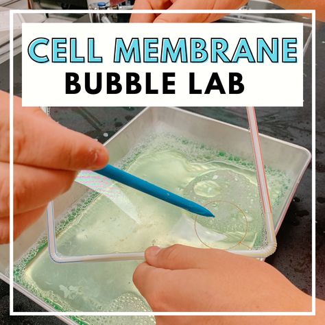 Biology Activities High School, Middle School Science Lab, Teaching Cells, Biology Experiments, Biology Activity, Cell Transport, Science Cells, Biology Projects, Science Labs