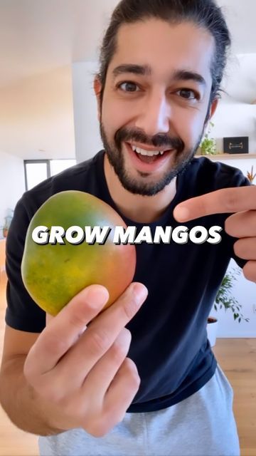 Planting A Mango Seed, How To Grow Mango From Pit, Mango Seeds Growing, Mango Seed Germination, Planting Mango From Seed, Mango Plant From Seed, How To Grow A Mango Tree From Seed, Mango Seed Planting How To Grow, How To Grow Mango From Seed