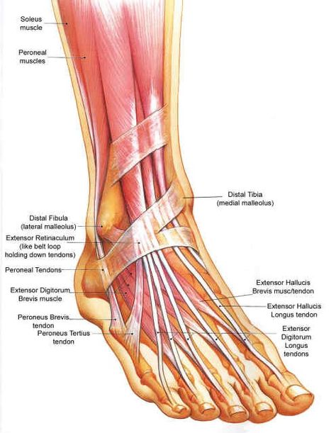 Foot Anatomy Feet Anatomy, Ankle Anatomy, Lower Leg Muscles, Leg Anatomy, Foot Anatomy, Anatomy Bones, Ankle Pain, Human Body Anatomy, Muscle Anatomy