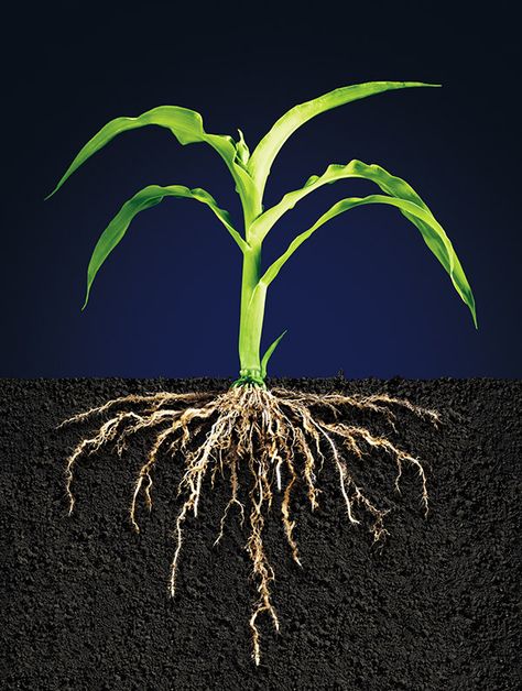 Corn Plant Root Systems on Behance Maize Plant, Agriculture Photography, Growing Lavender, Corn Plant, Big Plants, Lavender Plant, Root System, Herbaceous Perennials, Propagating Plants