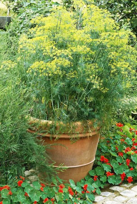 Growing Fennel in Container | How To Grow Fennel in a Pot Growing Spices, Growing Fennel, Veg Growing, Garden Basics, Gardening Knowledge, City Gardening, How To Grow Dill, Grow Lemongrass, Growing Thyme