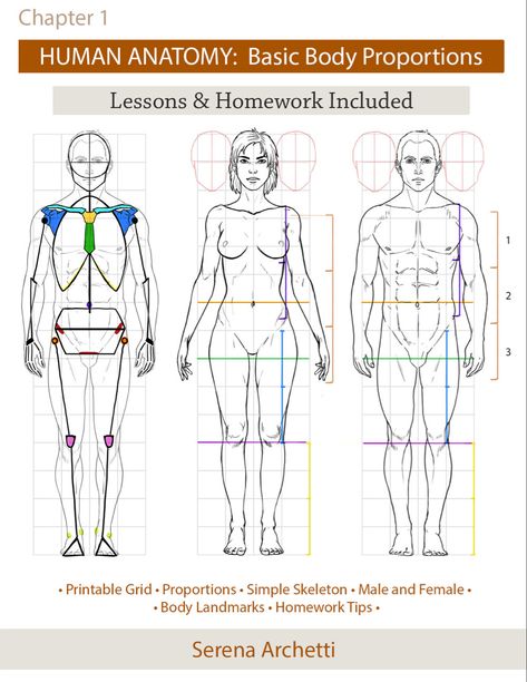 Body Proportion Drawing, Human Body Proportions, Drawing Body Proportions, Human Anatomy For Artists, Life Drawing Reference, Anatomy Sculpture, Character Artist, Human Body Anatomy, Anatomy Tutorial