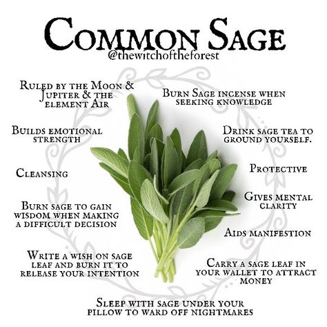 Witch Forest, Sage Benefits, Garden Sage, Modern Day Witch, Sage Herb, Sage Tea, Magickal Herbs, Witch Herbs, Burning Sage