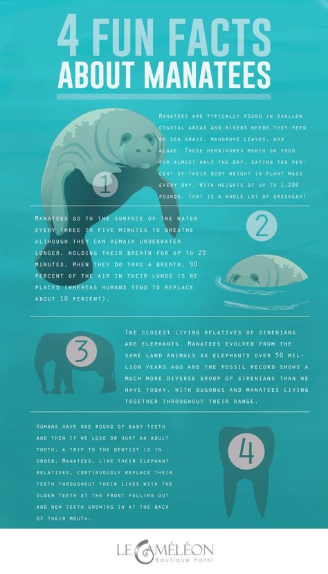 Oceanography Marine Biology, Facts Infographic, Descriptive Essay, Apa Format, Ocean Unit, College Job, Kitchen Safety, Sea Cow, Paragraph Essay