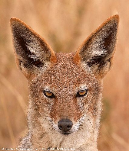 BLACK BACKED JACKEL, SILVER BACKED JACKEL or RED JACKEL  Canis mesomelas  ©Charles G Summers, Jr.     The scrappy Black-backed Jackal will give you a run for your money. AKA the Silver-backed or Red Jackal, this species of jackal inhabits two areas of the African continent separated by roughly 900 km. One region includes the southern-most tip of the continent including South Africa, Namibia, Botswana, and Zimbabwe (I believe this photo is of a Cape resident as they are redder in color). Jackal Reference, Jackal Photography, Anubis Reference, Jackal Animal, Jackal Art, Black Backed Jackal, African Wild Dog, Raccoon Dog, Wild Kingdom