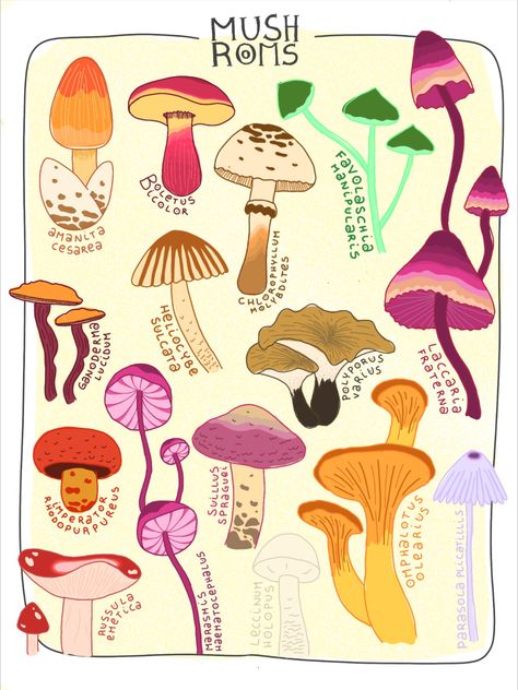 Mushroom Species Poster, Mushroom Names Aesthetic, Types Of Mushrooms Drawing, Mushrooms Names, Fungi Doodle, Art Neauvou, Bf Crafts, Different Kinds Of Mushrooms, Renfest Costume