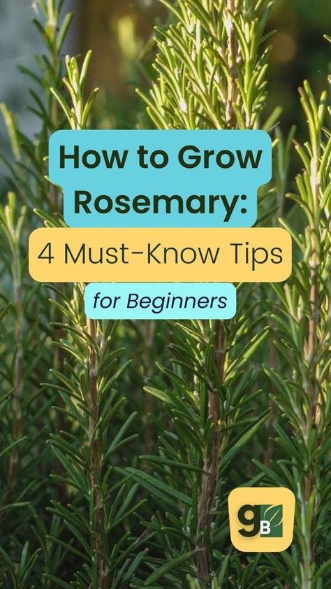 Save this for later. Looking to grow your own herbs? Rosemary is a great place to start. This easy-to-care-for plant grows well in most climates, and following these simple tips will help you have a thriving rosemary plant in no time! Get started on your very own rosemary plant today and get our list of the best companion plants for rosemary on the blog now. Rosemary Plant Care, How To Grow Rosemary, Plant Companions, Rosemary Garden, Grow Rosemary, Best Companion Plants, Easy Herbs To Grow, Growing Herbs Indoors, Growing Rosemary