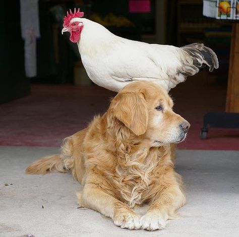 15 Photos That Prove Chickens and Dogs Are Best Friends Jake Dog, Country Friends, Golden Ret, Unlikely Friends, Chicken Scratch, Animals Friendship, Chickens And Roosters, Doodle Dog, Ranch Life