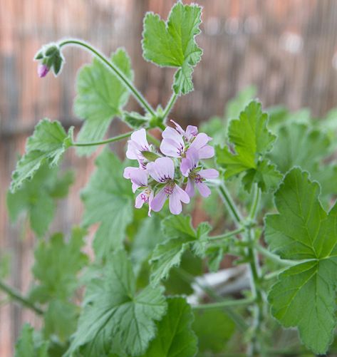 Silver Plant, Scented Geranium, Geranium Flower, Plants To Grow, Fragrant Plant, Planting Shrubs, Best Plants, Desert Garden, Rose Fragrance